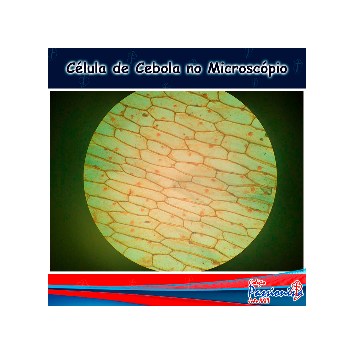 Clulas da cebola no microscpio Colgio Passionista Joo XXIII