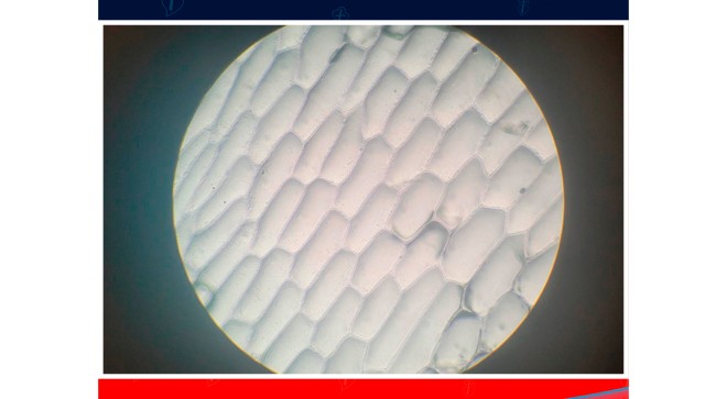 Clulas da cebola no microscpio - Colgio Passionista Joo XXIII