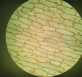 Clulas da cebola no microscpio