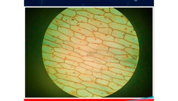 Clulas da cebola no microscpio